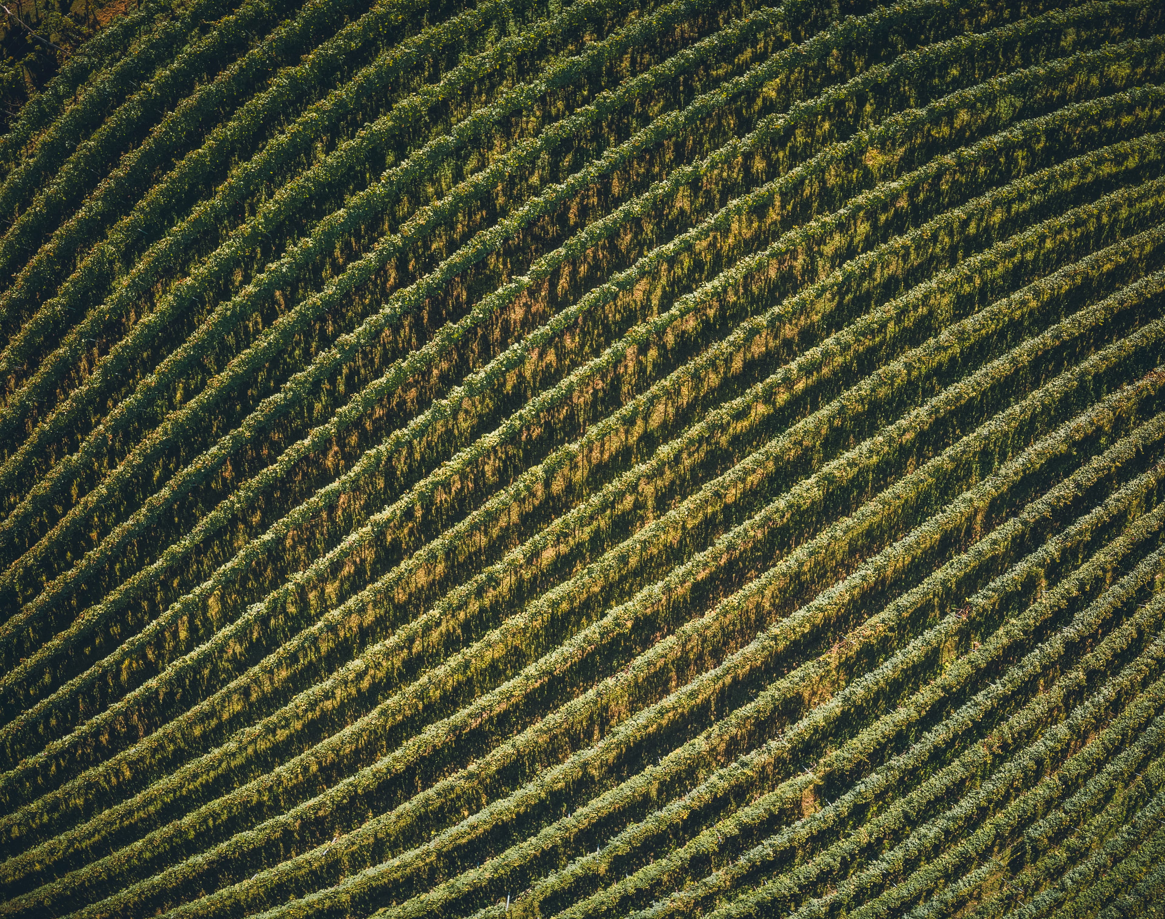Vigneti e natura della tenuta San Leonardo