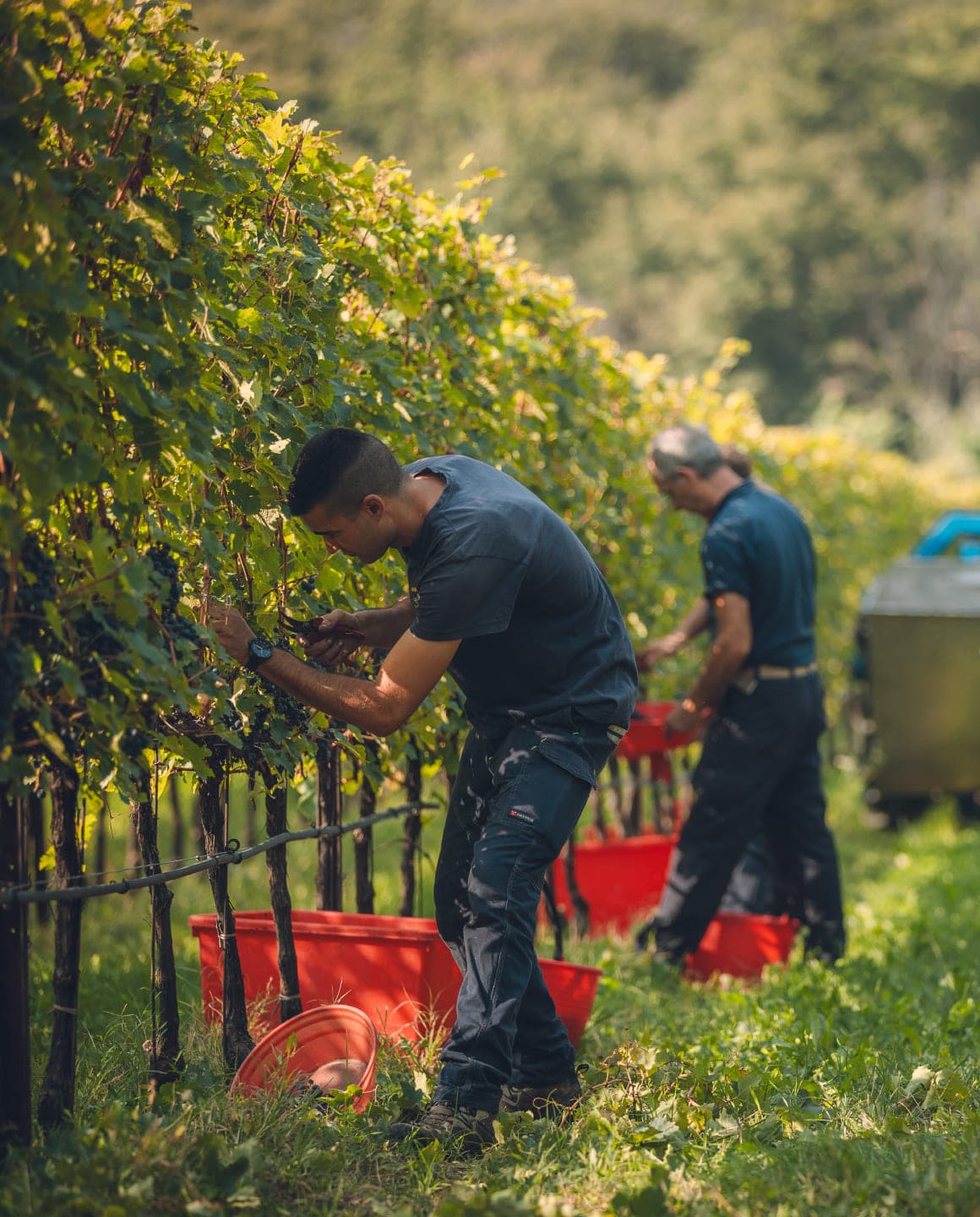 Le vigne di San Leonardo durante la vendemmia