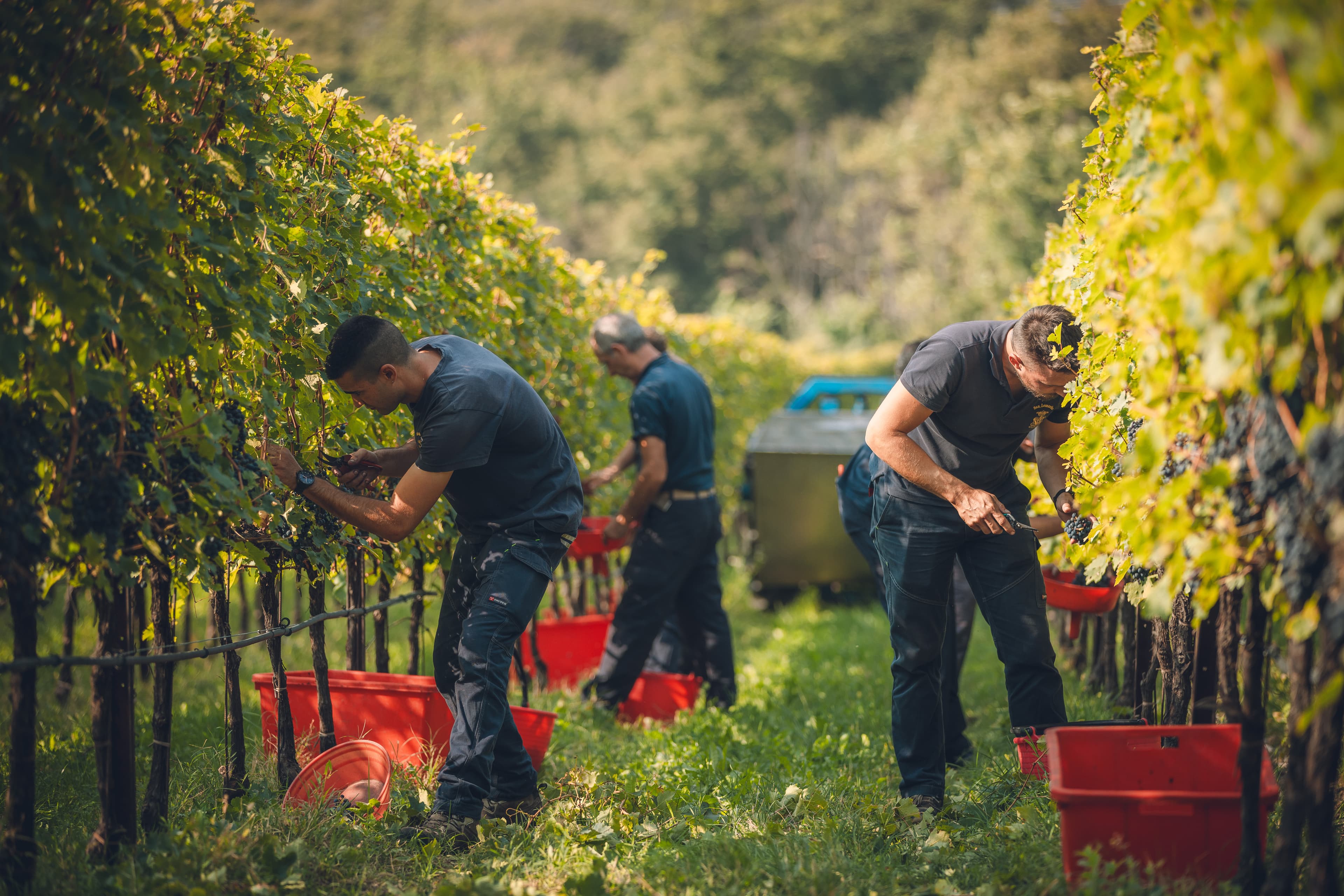 Cantina con pareti di bottiglie e casse di vino San Leonardo