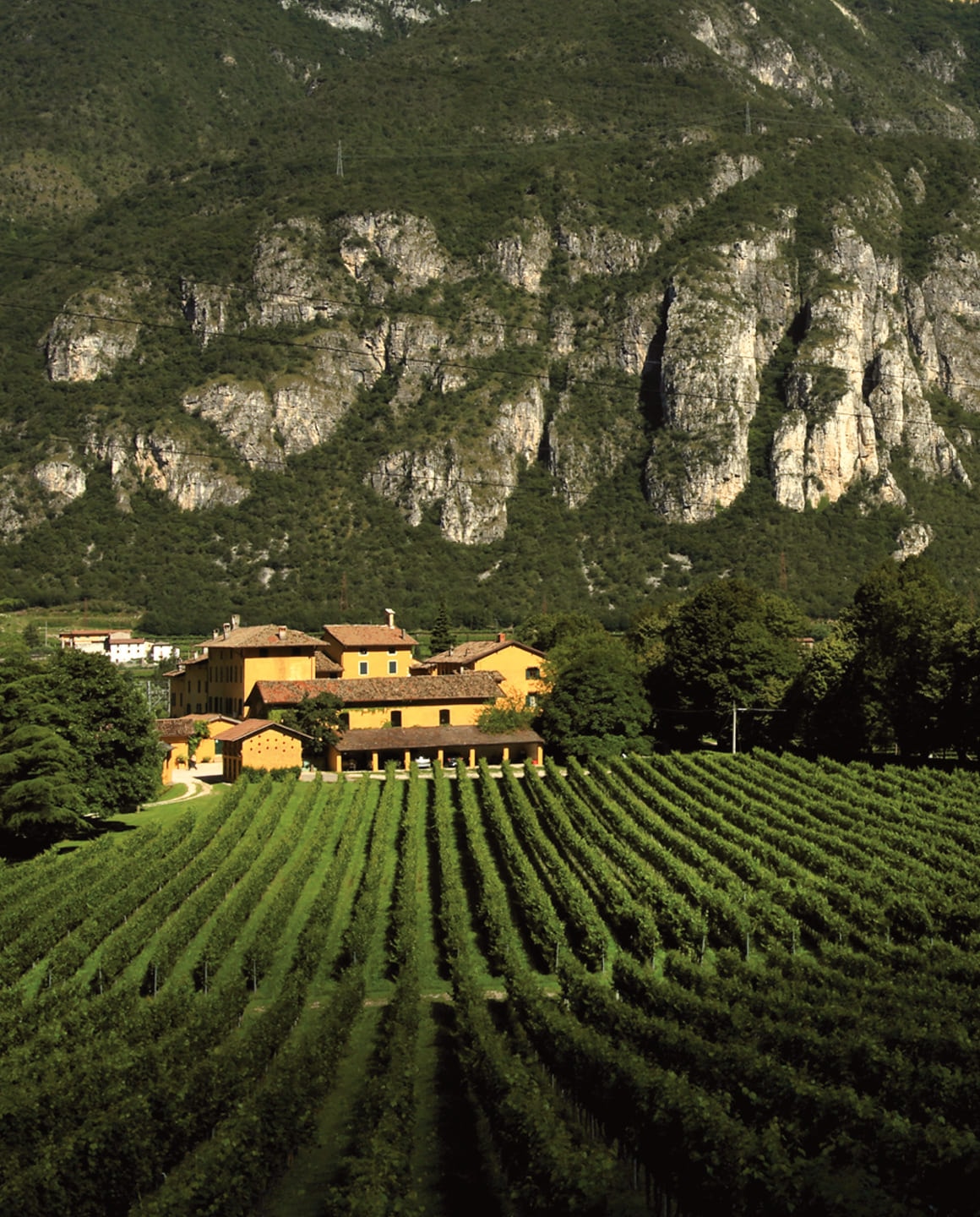 Vigneti e natura della tenuta San Leonardo